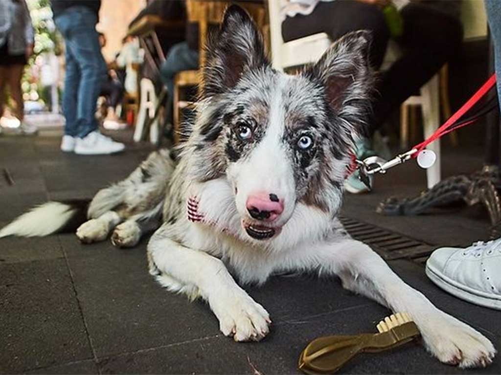 restaurantes-para-humanos-con-comida-para-perros-milo-bistrot