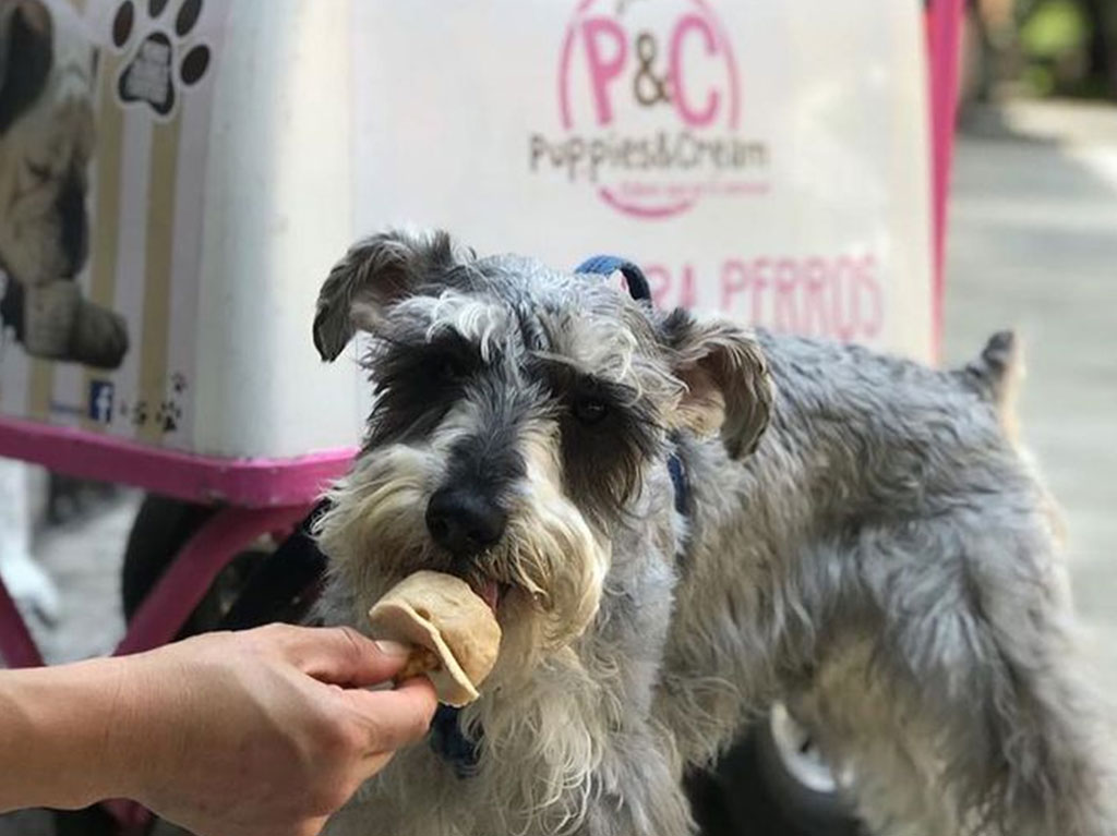 restaurantes-para-humanos-con-comida-para-perros-puppies-cream