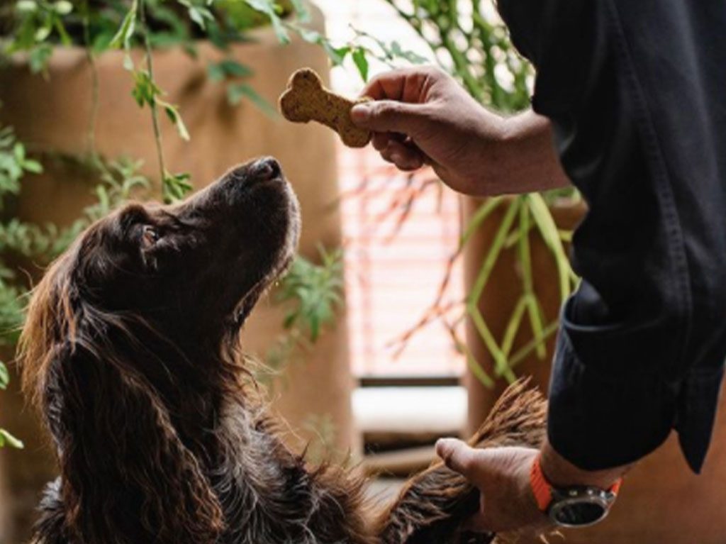 Restaurantes pet friendly en CDMX