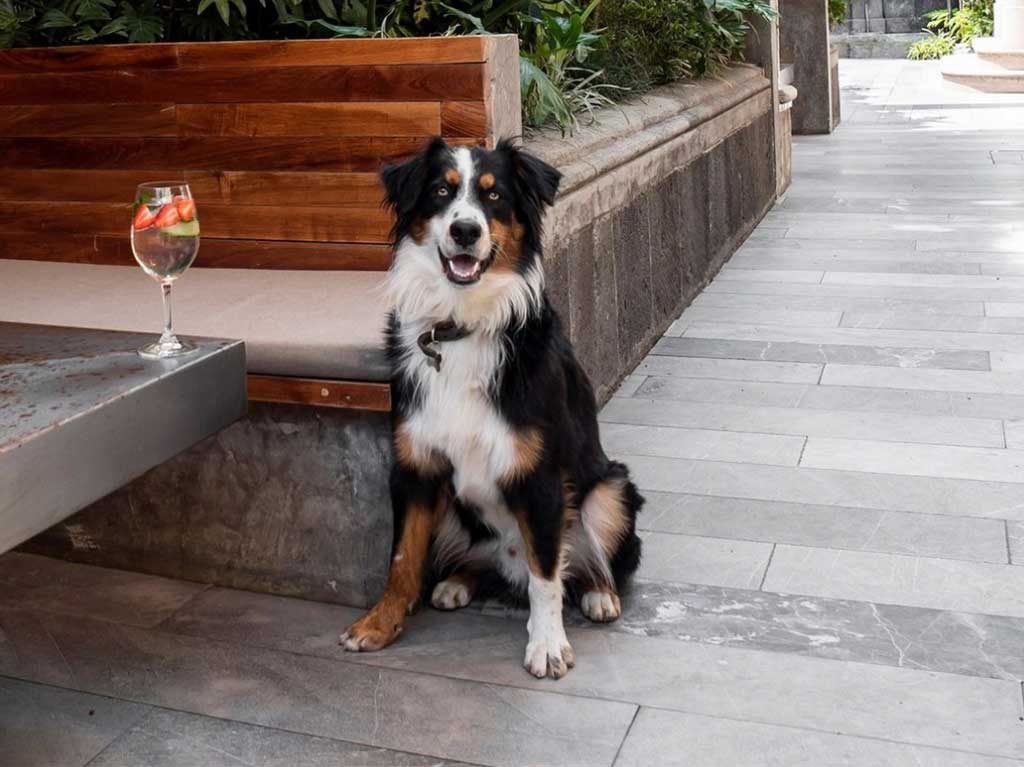 Restaurantes pet friendly en CDMX