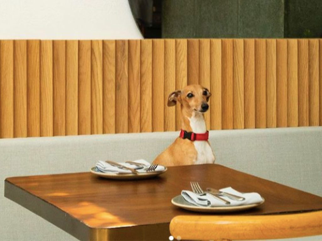 Restaurantes pet friendly en CDMX