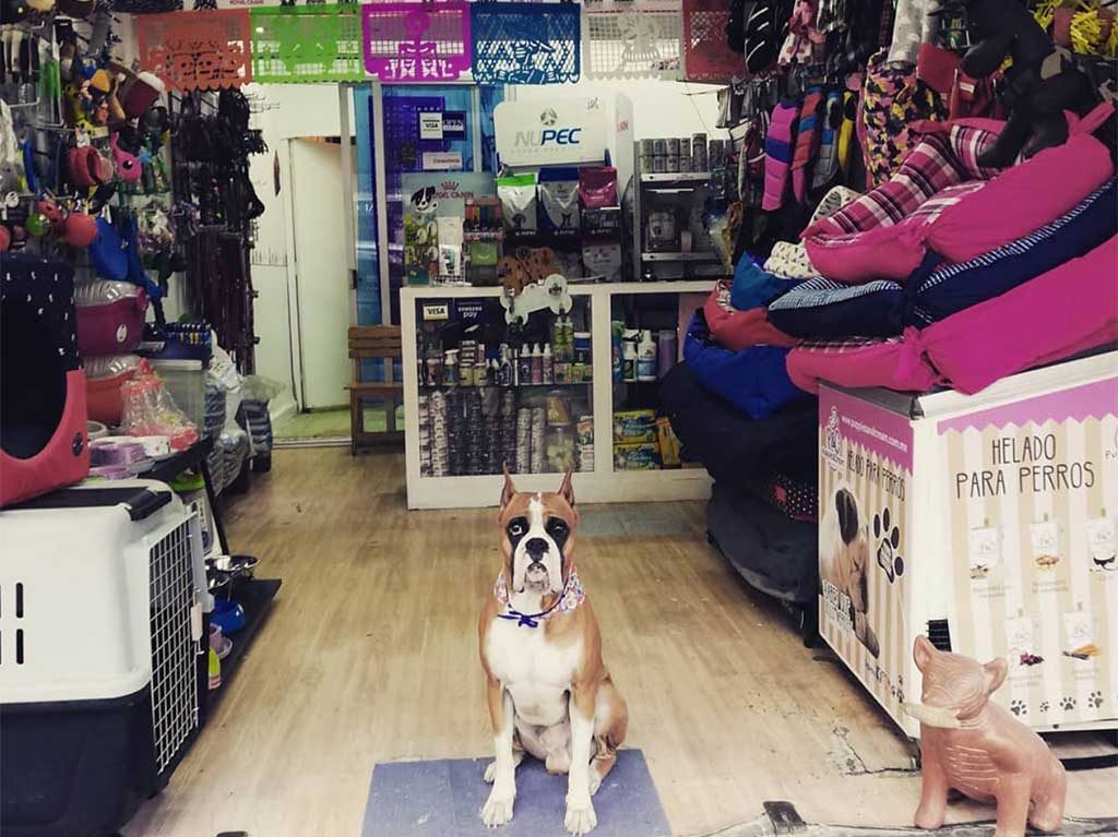 Tiendas de mascotas en CDMX: perros y gatos