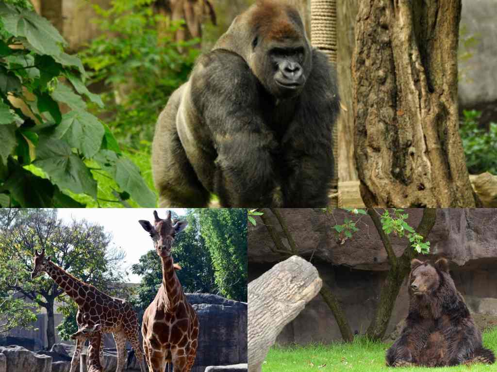 Zoológico de Chapultepec presenta avances en su remodelación Animales exóticos