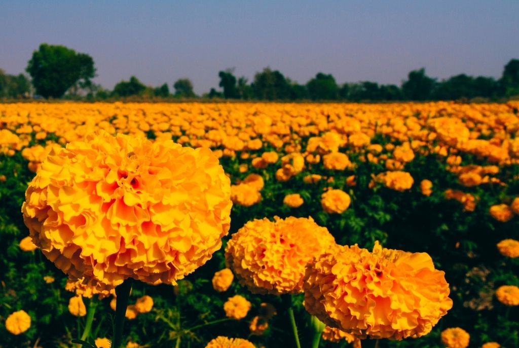 Miles de flores de cempasúchil