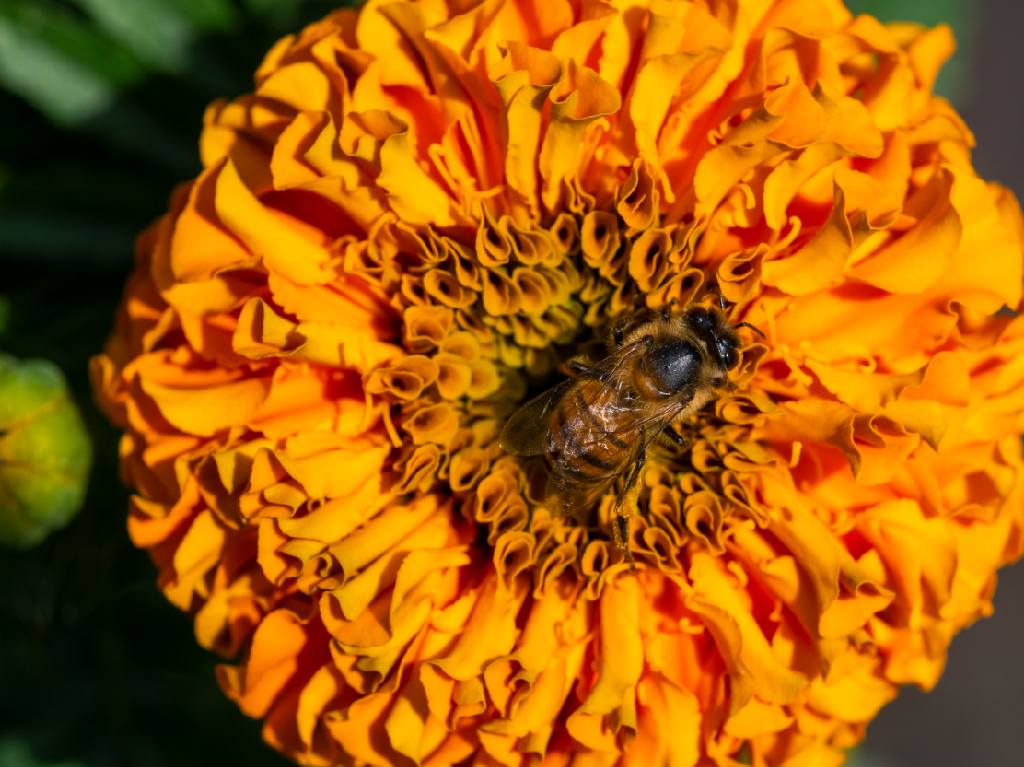 campos de Cempasúchil abeja