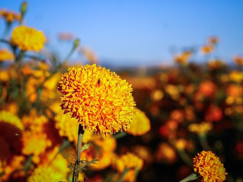 campos de Cempasúchil México