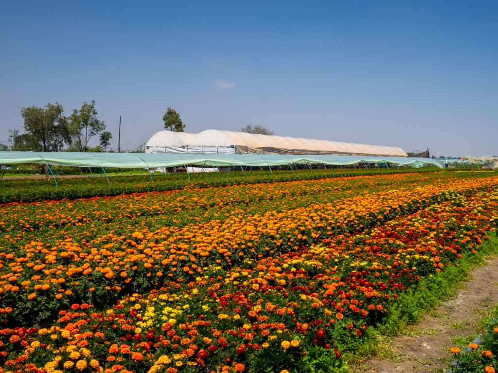 campos de Cempasúchil 