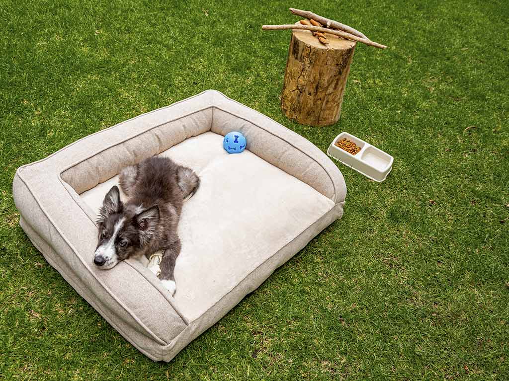5 Razones para darle un seguro a tu mascota 2