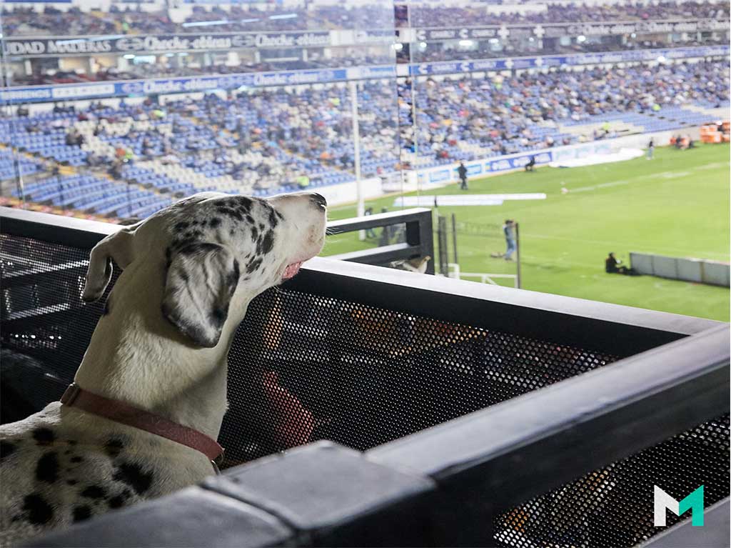 Querétaro presenta el primer estadio Pet Friendly del mundo 1