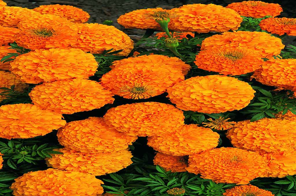 flor