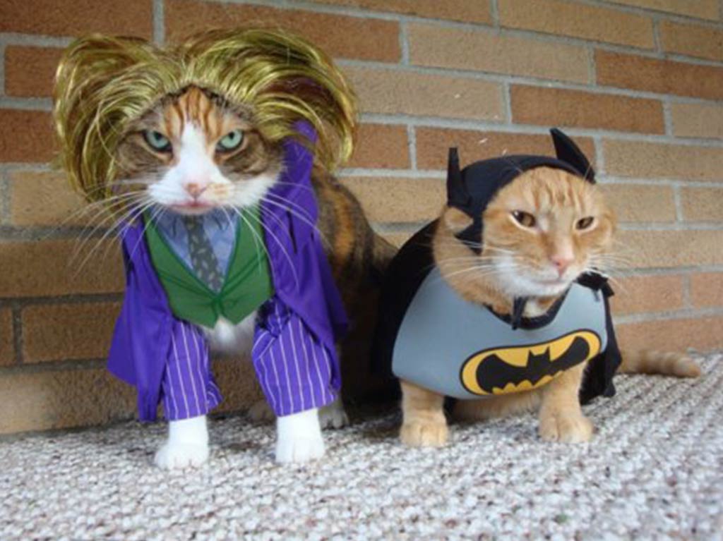 los-mejores-disfraces-para-tu-mascota-halloween-2021-gatos | Dónde Ir los-mejores-disfraces-para-tu-mascota-halloween-2021-gatos | Dónde Ir