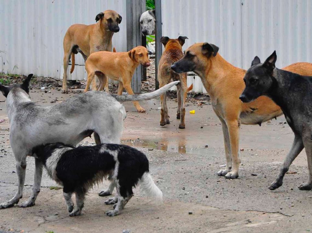 Una ‘Ofrenda de Vida’ en Funeral Pet para mascotas en busca de hogar 1