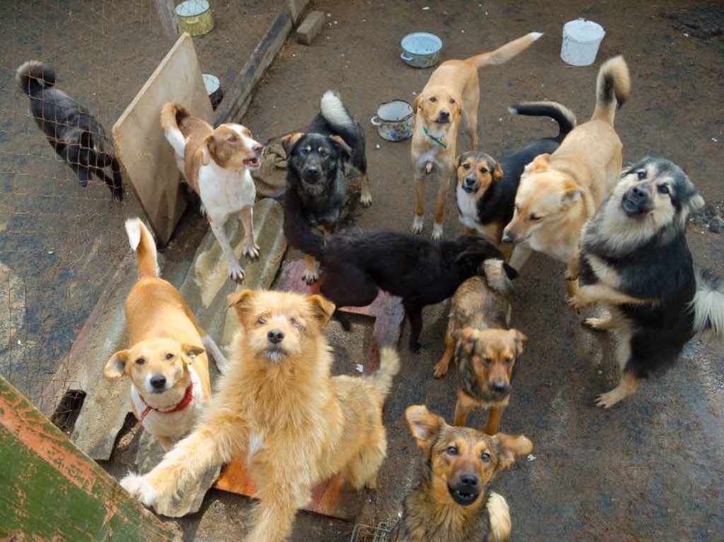 Una ‘Ofrenda de Vida’ en Funeral Pet para mascotas en busca de hogar