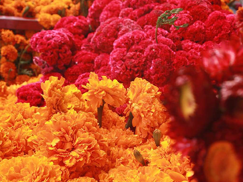 Romerías de Día de Muertos en la Central de Abasto flores