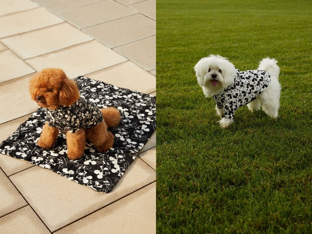 stradivarius-pets-collection-mascotas