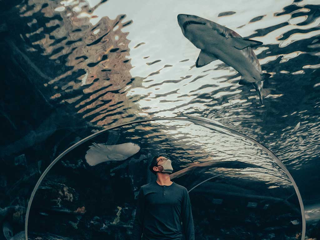 “Cuento de Navidad”: recorrido temático en el Acuario Inbursa 3