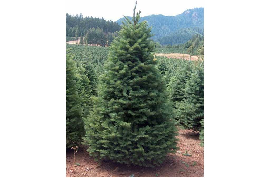 Dónde comprar tu árbol de navidad natural cerca de CDMX | Dónde Ir
