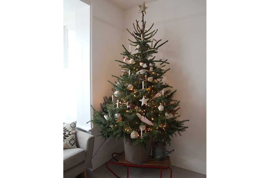 Dónde comprar tu árbol de navidad natural cerca de CDMX 4
