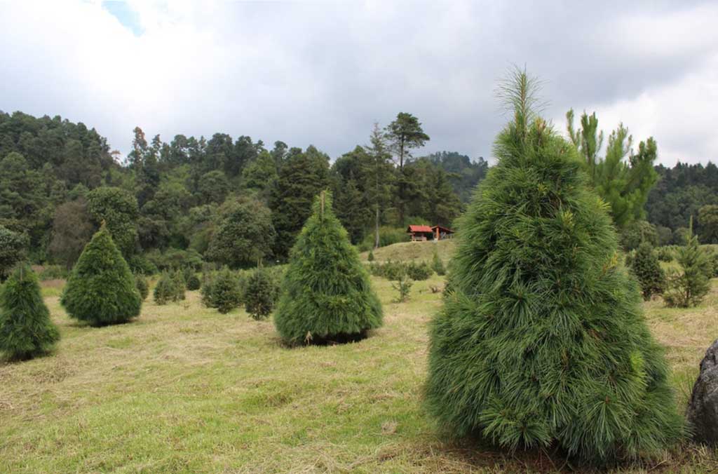 Dónde comprar tu árbol de navidad natural cerca de CDMX 2