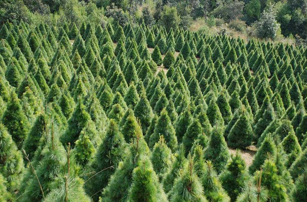 Dónde comprar tu árbol de navidad natural cerca de CDMX 1