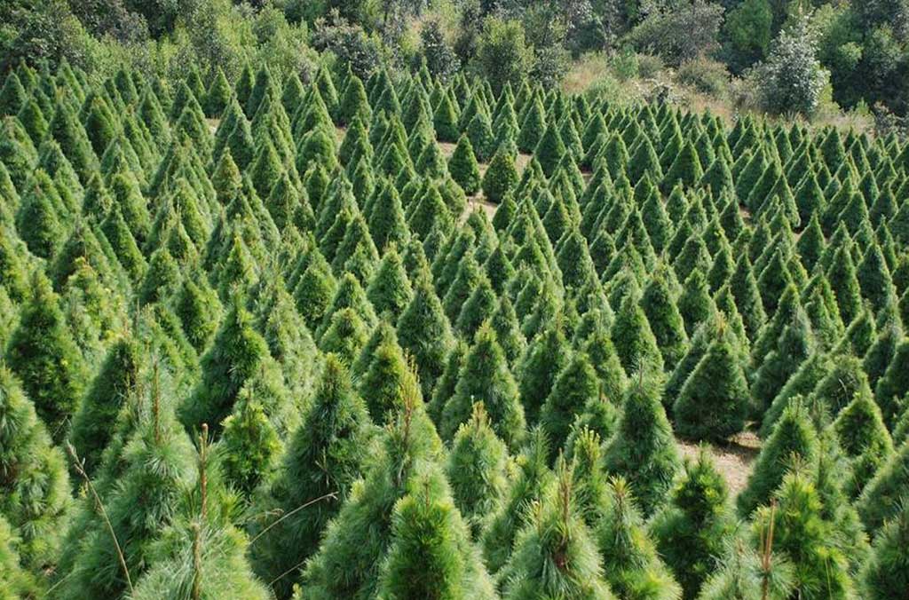 Dónde comprar tu árbol de navidad natural cerca de CDMX | Dónde Ir