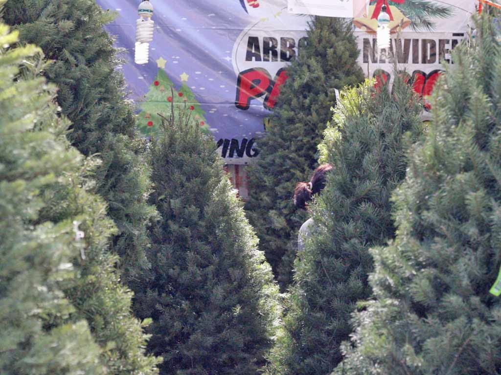 Cuánto cuestan los árboles de navidad en los mercados de CDMX | Dónde Ir Cuánto cuestan los árboles de navidad en los mercados de CDMX | Dónde Ir