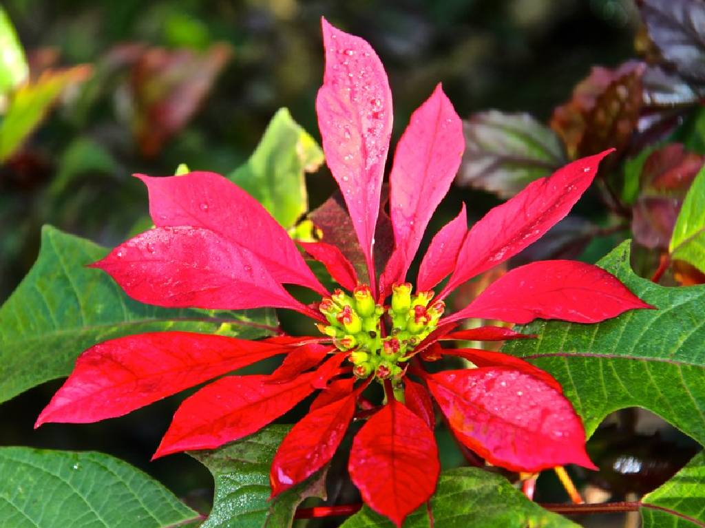 Feria de la Esfera y la Nochebuena en la GAM flor