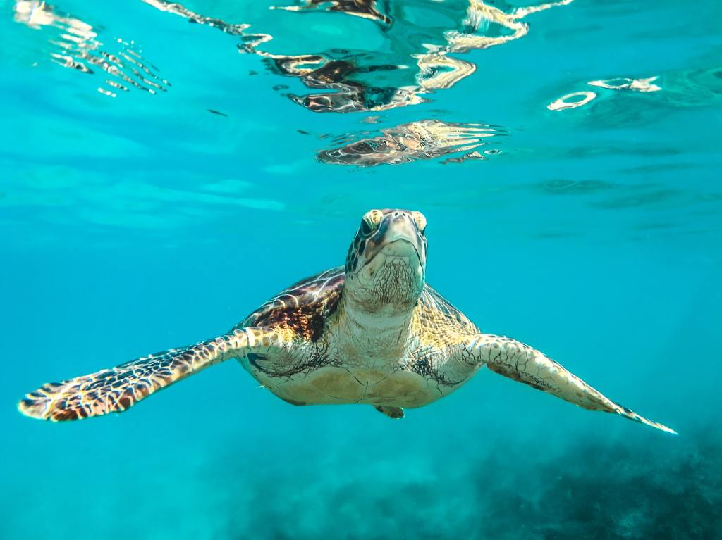 Grand Park Royal Cancún un paraíso terrenal en el Caribe Tortugas marinas