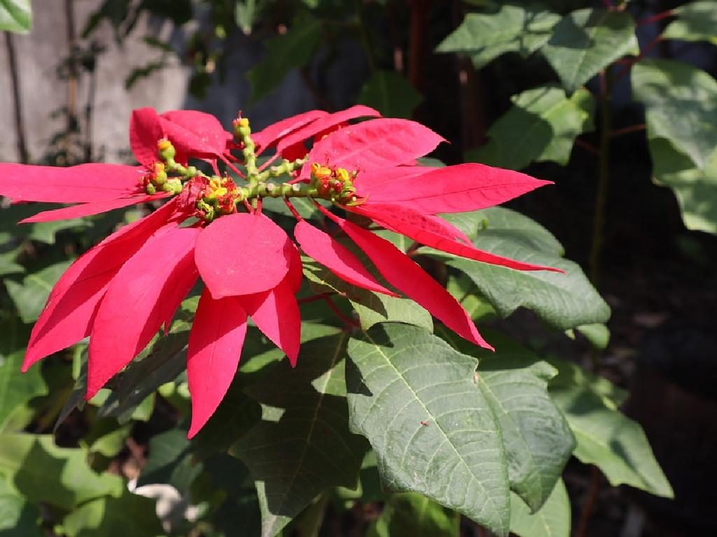 Mágica nochebuena en Xochimilco flor