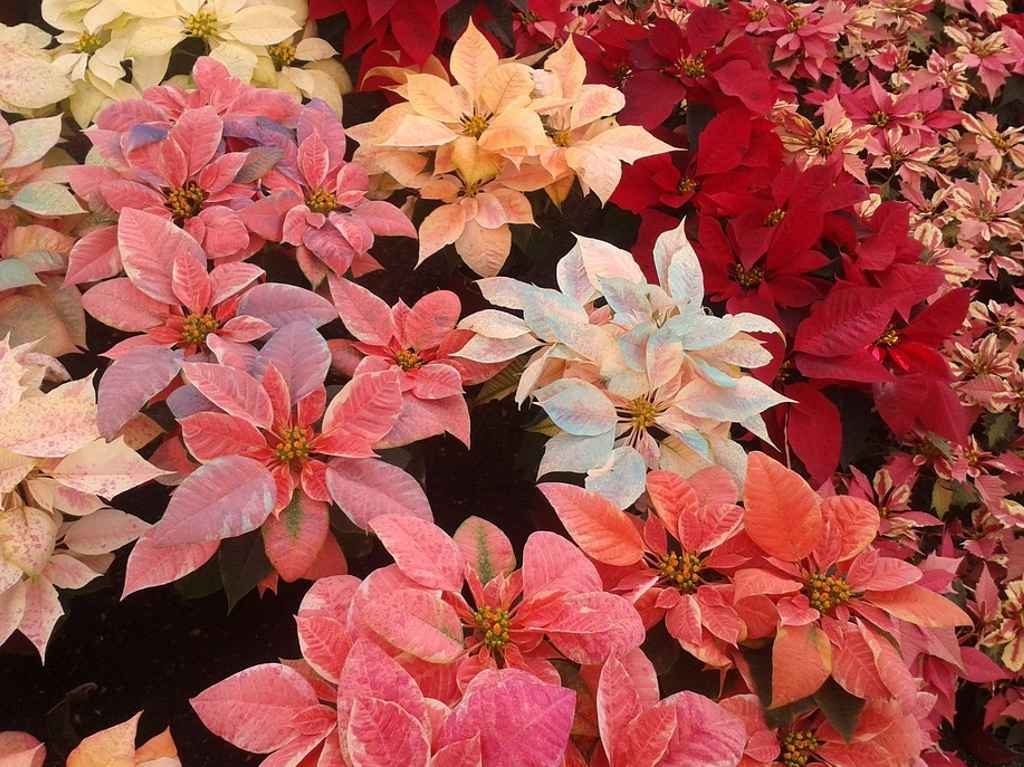 Mercaditos para comprar flores de Nochebuena en CDMX