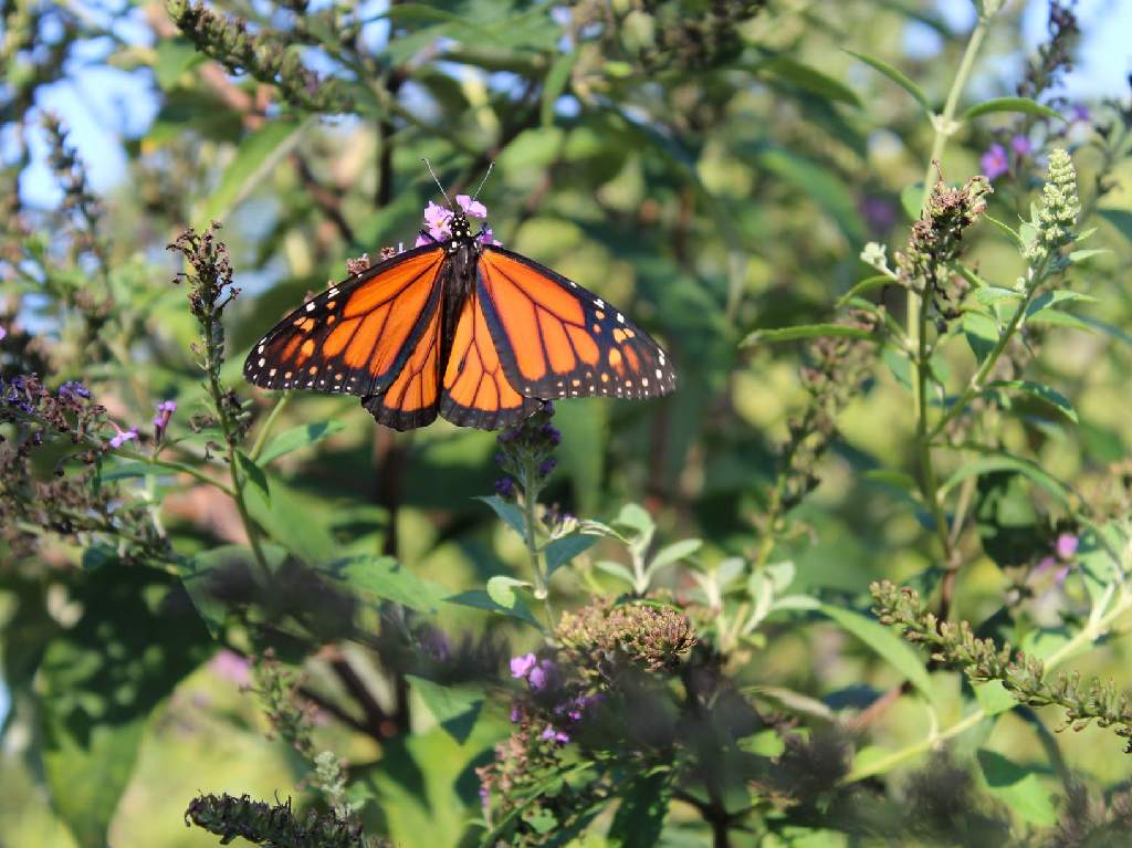 santuarios de la mariposa monarca