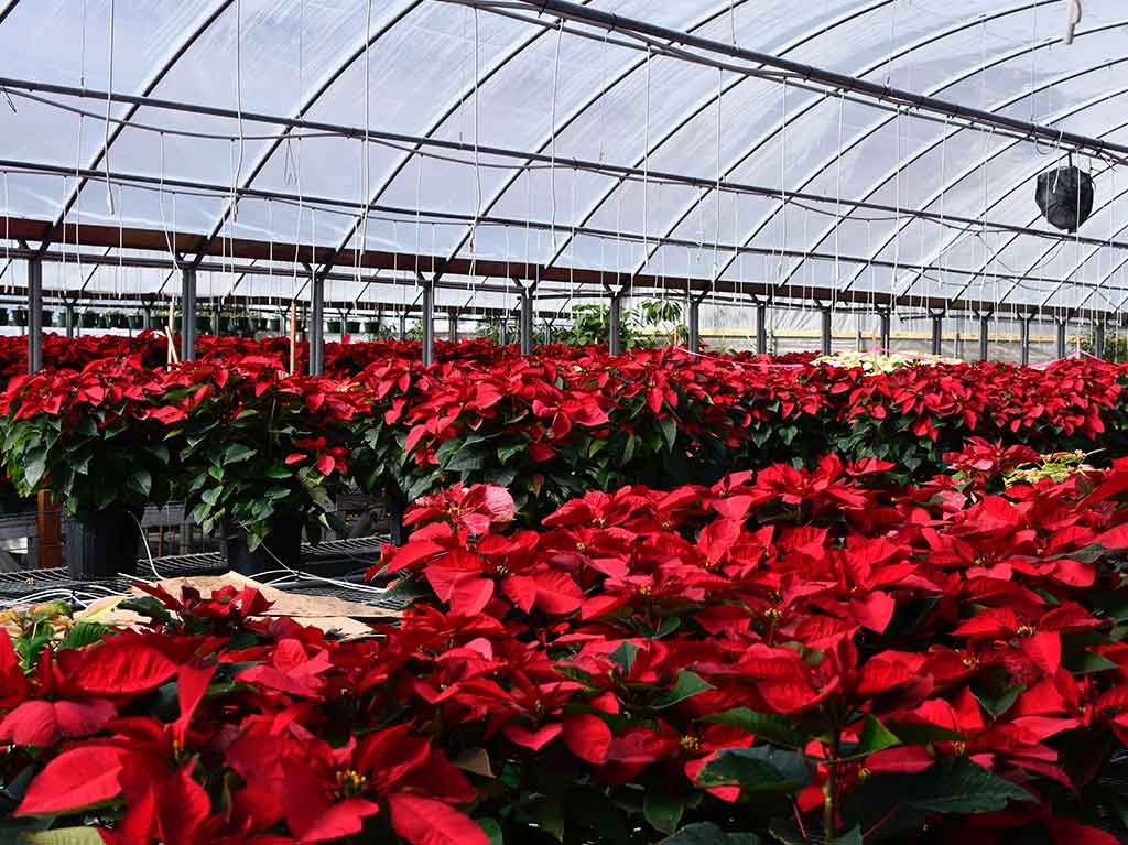 Inicia la venta de flor de Nochebuena en la alcaldía Xochimilco | Dónde Ir Inicia la venta de flor de Nochebuena en la alcaldía Xochimilco | Dónde Ir