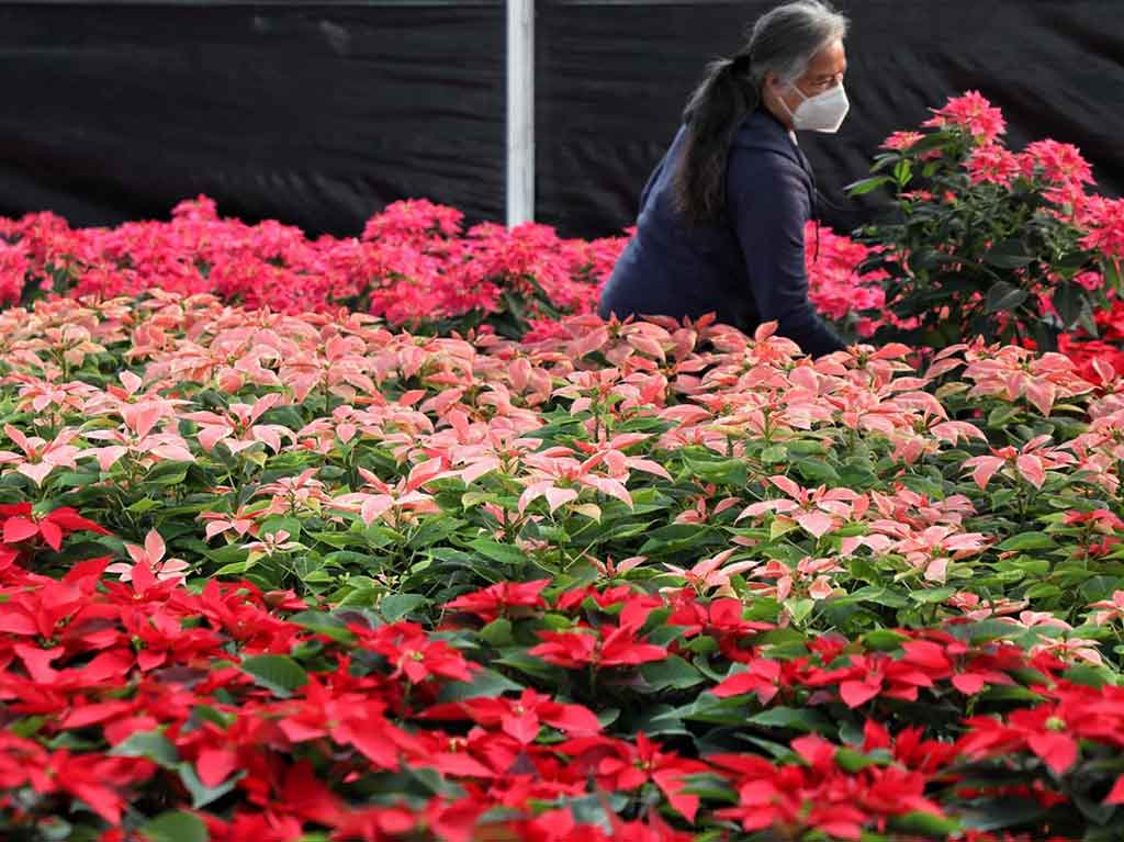 Inicia la venta de flor de Nochebuena en la alcaldía Xochimilco | Dónde Ir Inicia la venta de flor de Nochebuena en la alcaldía Xochimilco | Dónde Ir