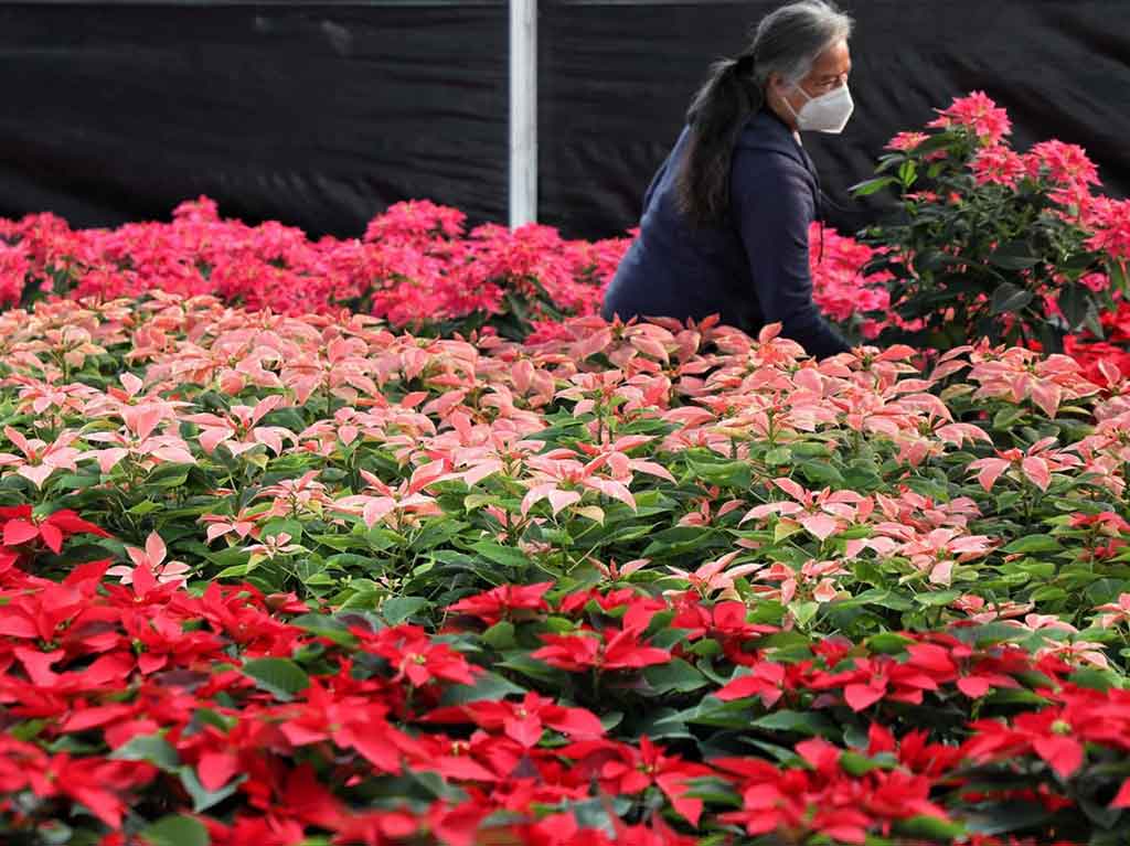 Venta de Nochebuena en Xochimilco