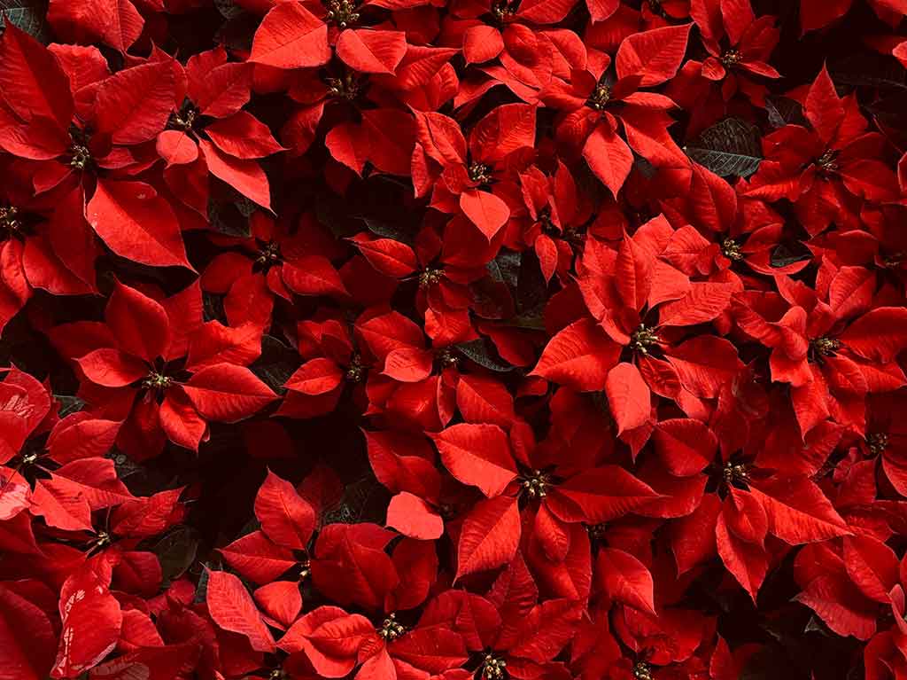 CDMX se pinta de rojo con el Festival de Flores de Nochebuena 2021
