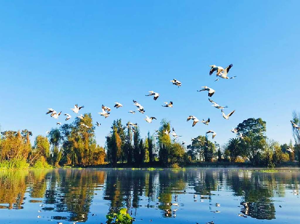 Amanecer en Xochimilco aves