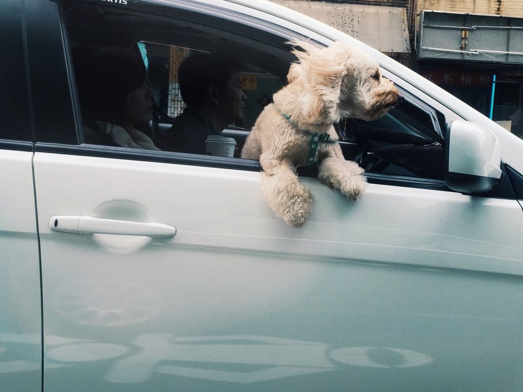 Multa por llevar a tu mascota en el auto en CDMX