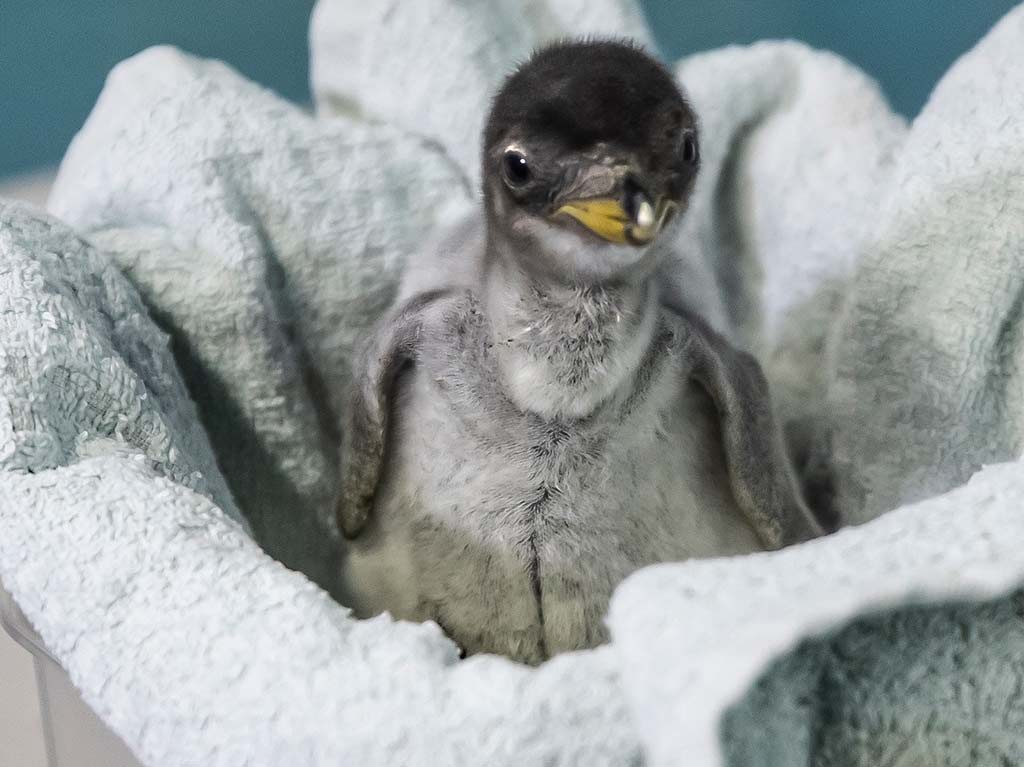 Pingüinos bebés en el Acuario Inbursa