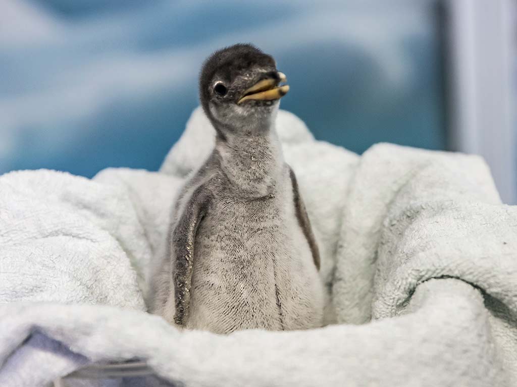 Pingüinos bebés en el Acuario Inbursa
