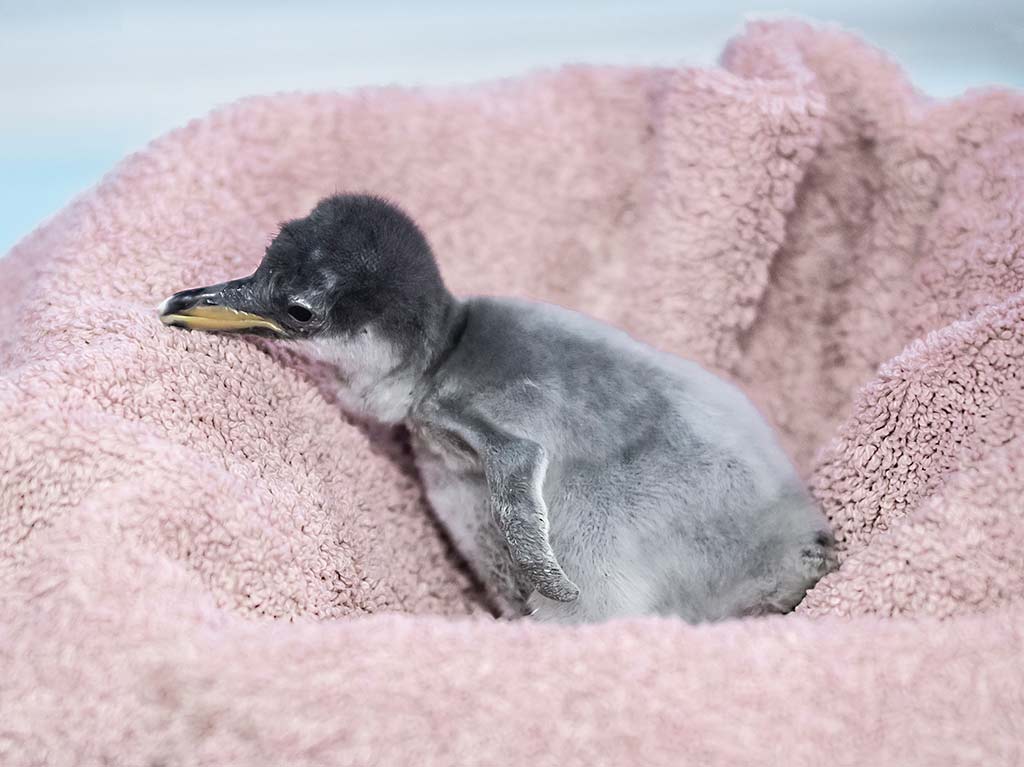 Pingüinos bebés en el Acuario Inbursa