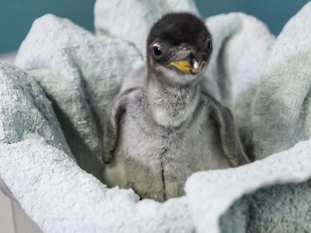 Conoce a los pingüinos bebés del Acuario Inbursa ¡escoge su nombre!