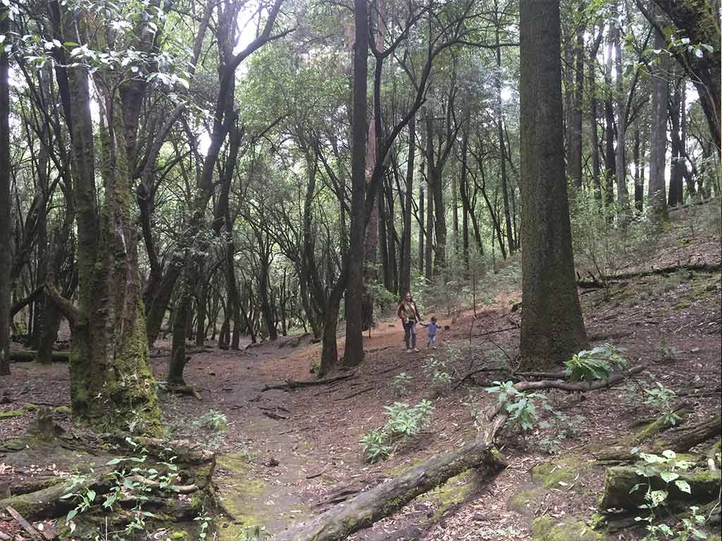 Despídete del año en un picnic con tus amigos ¡conoce 3 opciones! 2