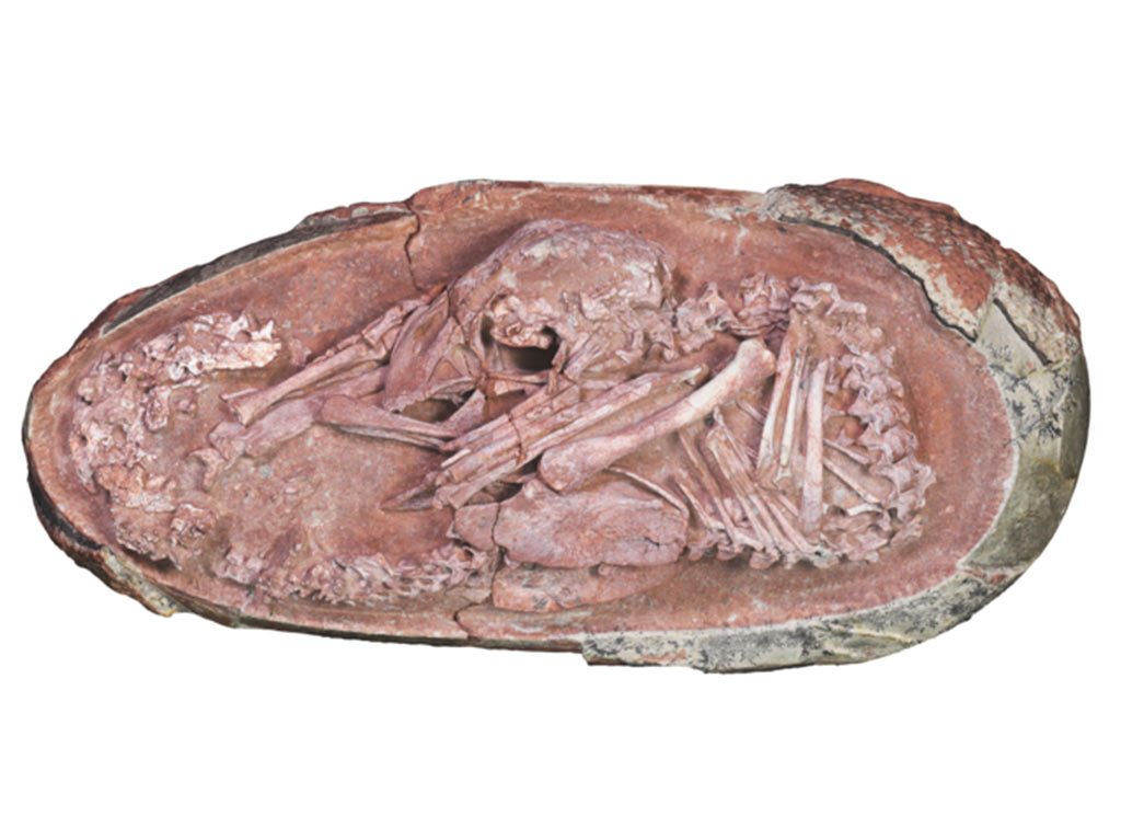 Encuentran fósil de dinosaurio bebé perfectamente conservado