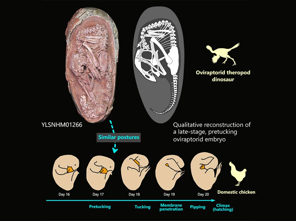 Encuentran fósil de bebé dinosaurio