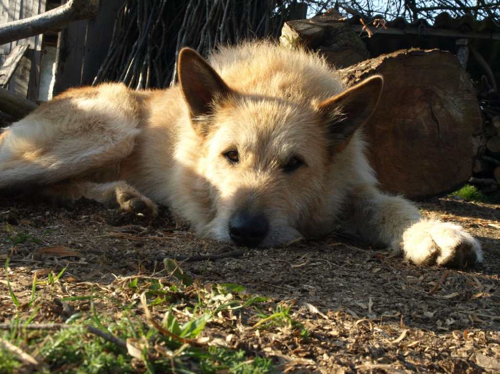 Hospital Veterinario Gratuito en Xochimilco 