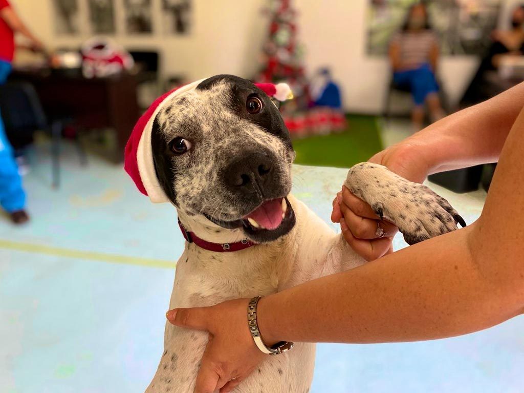 Perritos rescatados del Metro entregarán las cartas a los Reyes Magos