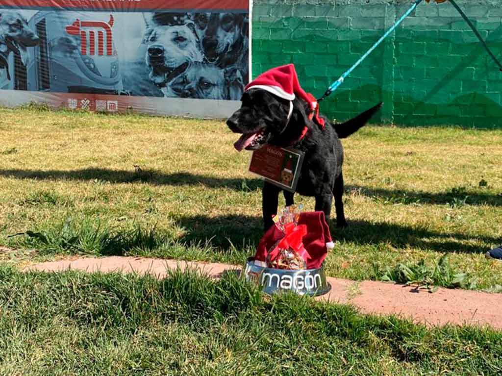 Perritos rescatados del metro