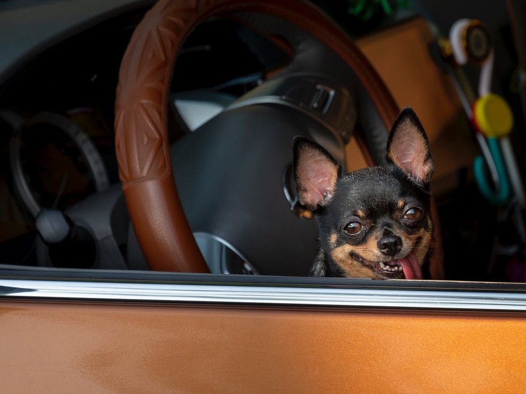 multa mascota auto CDMX