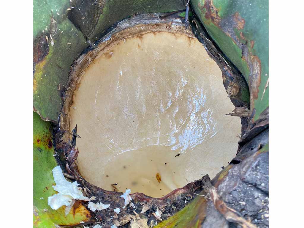 Pulque en nanacamilpa