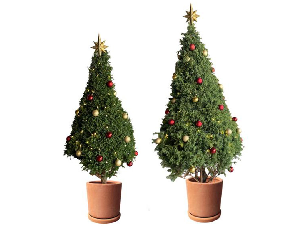 Renta un árbol de navidad sustentable